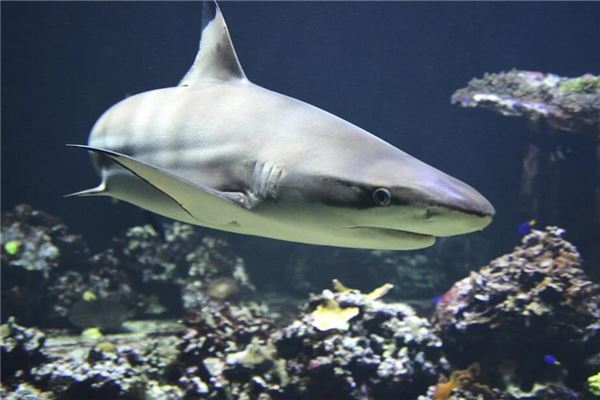 夢見鯊魚意味著什麼_周公解夢