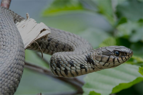 夢到蛇吃魚是啥預兆_周公解夢