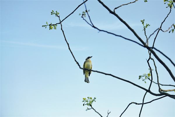夢見開槍打鳥_周公解夢