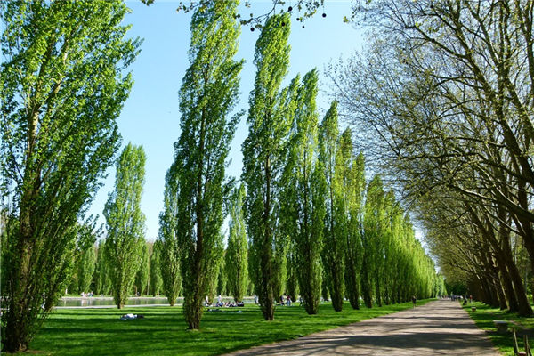 夢見楊樹_周公解夢