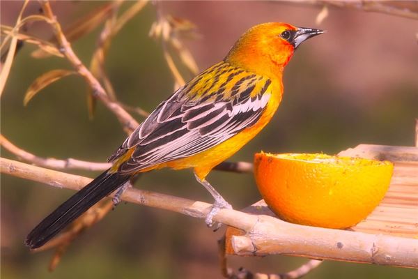 夢到彩色小鳥會是什麼預兆_周公解夢