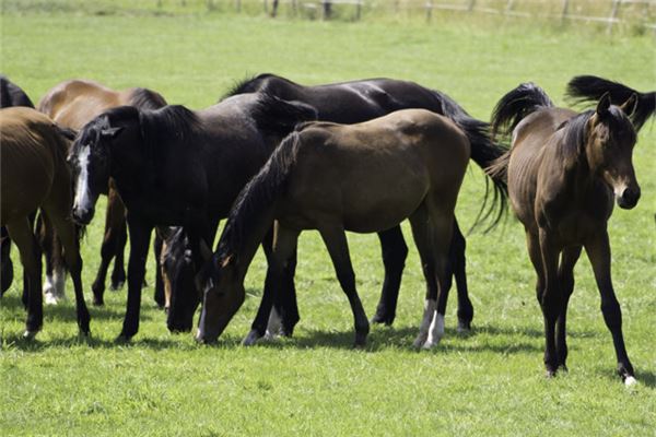 夢見好多馬_周公解夢