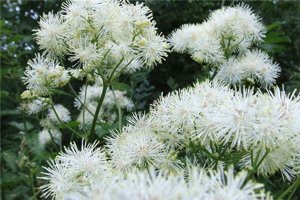 夢到摘榆錢預示什麼_周公解夢