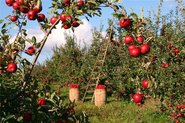 孕婦夢見摘蘋果吃_周公解夢 孕婦夢見摘蘋果吃是什麼意思_孕婦夢見摘蘋果吃好不好_周公解夢官網