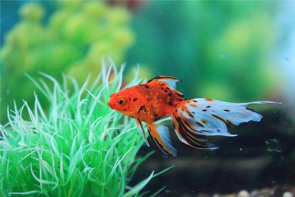女人夢見紅魚是胎夢嗎_周公解夢
