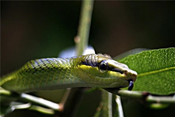 夢到被蛇咬_周公解夢