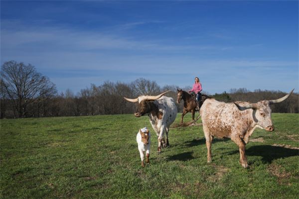 女人夢見兩頭牛_周公解夢