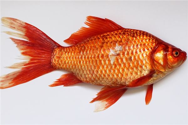 夢見超大的金魚_周公解夢