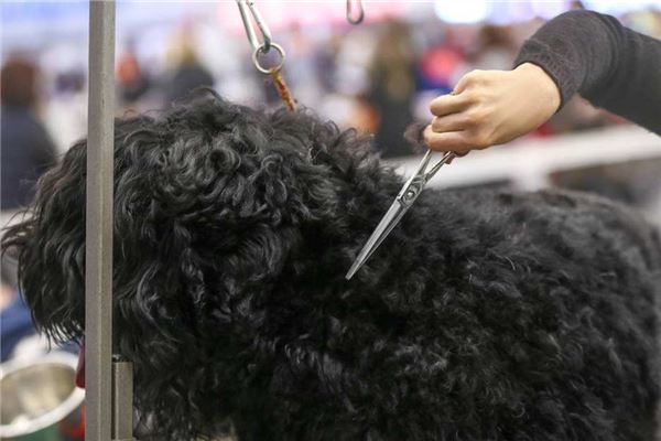 夢見朋友剪頭髮