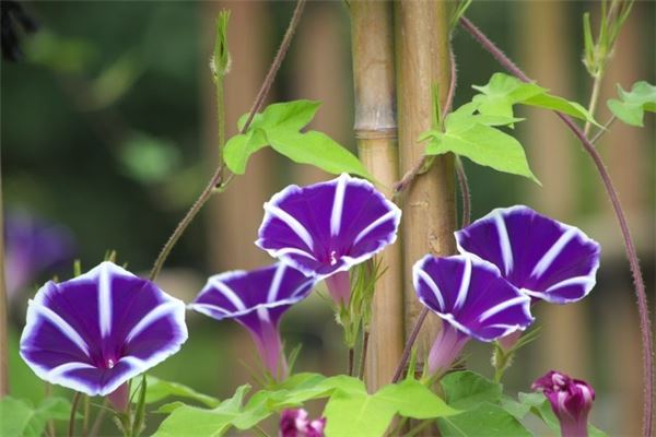 女人夢見牽牛_周公解夢