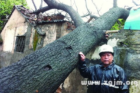 夢見大樹砸倒自家房屋