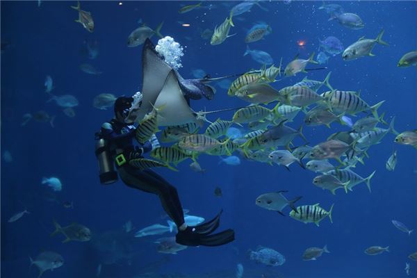 夢見河裡摸魚有何寓意_周公解夢