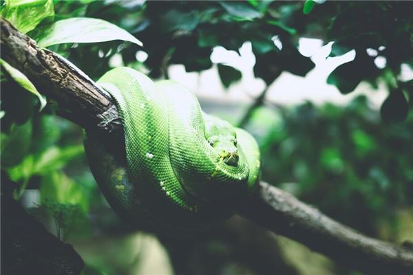 夢見蛇咬人_周公解夢