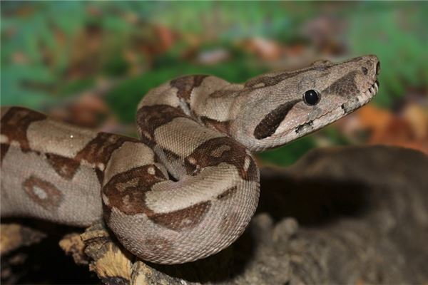 夢見很多大蟒蛇_周公解夢