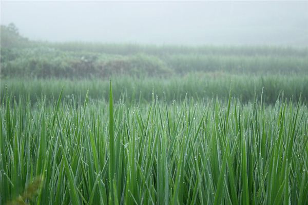 夢見大片綠色莊稼地_周公解夢