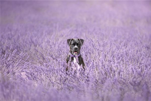 孕婦夢見大黑狗撲向自己_周公解夢 孕婦夢見大黑狗撲向自己是什麼意思_孕婦夢見大黑狗撲向自己好不好_周公解夢官網