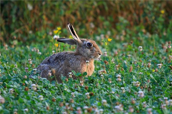 屬兔的父母生鼠寶寶好嗎_十二生肖