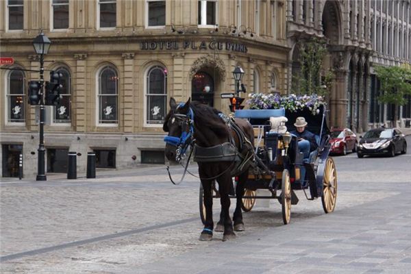 夢見大馬拉車_周公解夢
