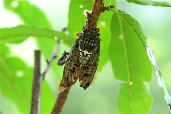夢見蟬是什麼意思_周公解夢