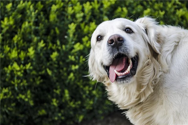 夢到狗咬我腿是好的徵兆嗎_周公解夢
