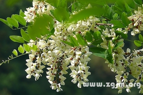 夢見槐花 洋槐花