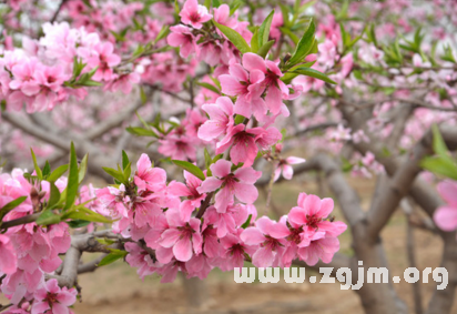 夢見桃花樹