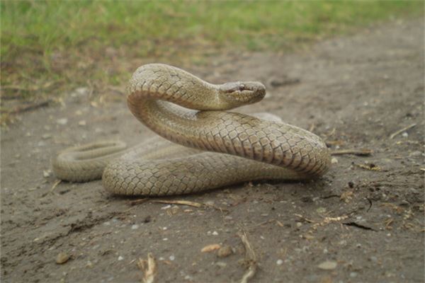 夢見蛇被別人打死_周公解夢