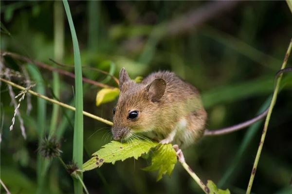 夢見很小的老鼠幼崽_周公解夢