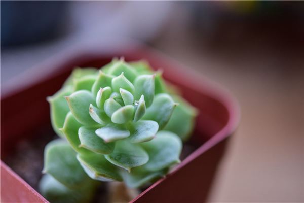 夢見綠植_周公解夢