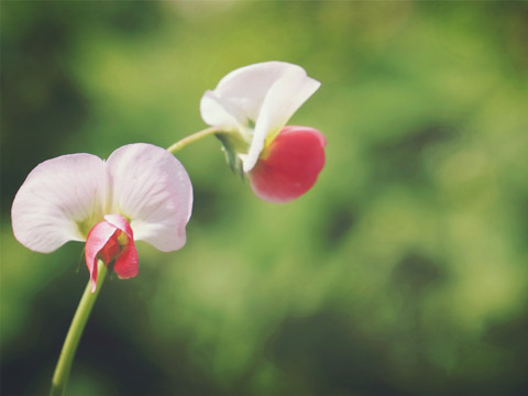 面相解析眼神與氣色之綜合觀看法