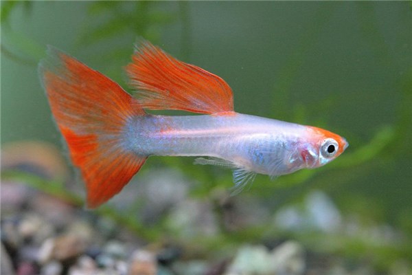 夢到了魚快死了預示著什麼_周公解夢