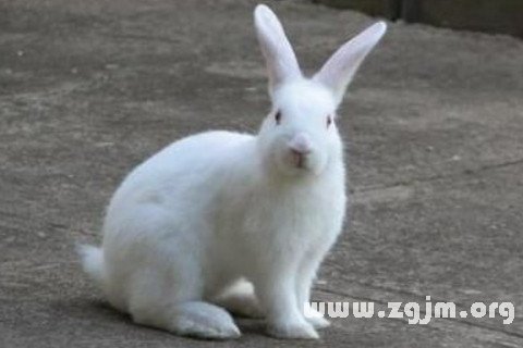 夢見一隻白兔子