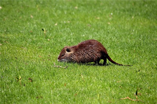 夢見吃老鼠肉_周公解夢