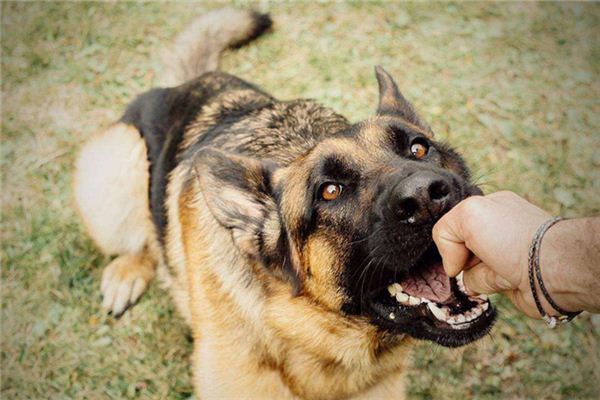 夢見被狗咬：人被犬咬，家庭生隙_周公解夢