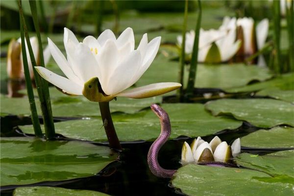 夢到很多蛇是什麼寓意_周公解夢