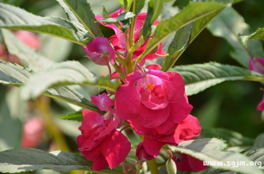 紅色鳳仙花的花語