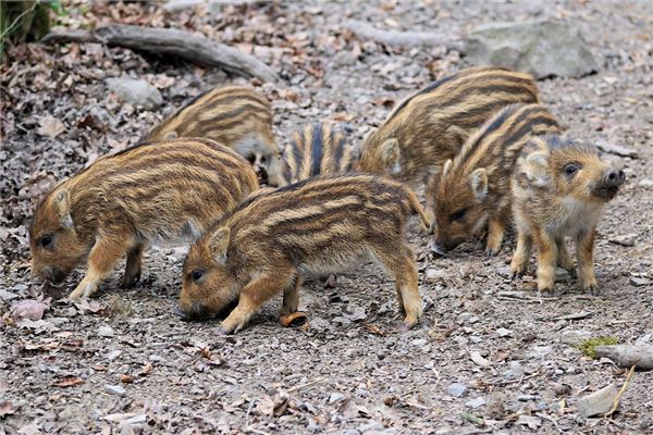 夢到了母豬帶小豬是什麼預兆？_周公解夢