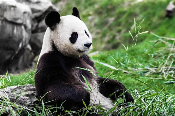 女人夢見熊貓是啥意思_周公解夢