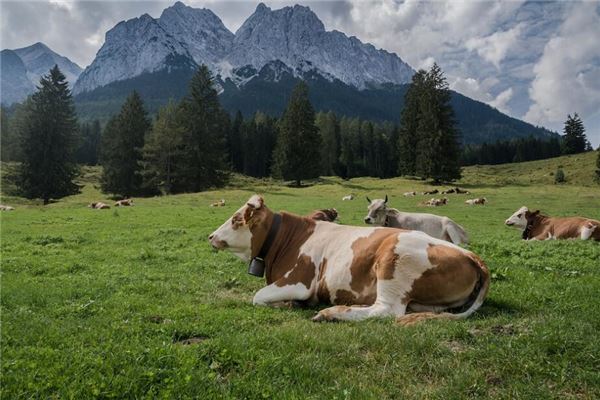 1985年是什麼命富貴運_十二生肖