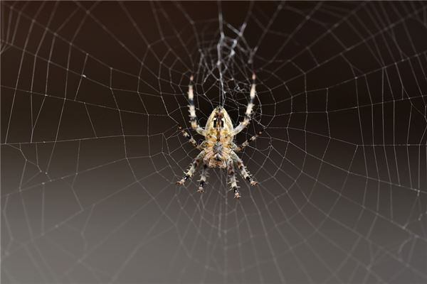 夢到了被毒蜘蛛咬有什麼意思嗎_周公解夢