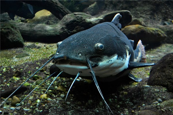 夢到了粘魚有何寓意_周公解夢