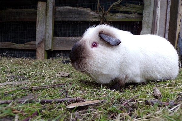 夢到了一群白豬是什麼預兆？_周公解夢