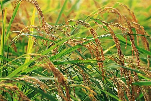 夢見稻子_周公解夢