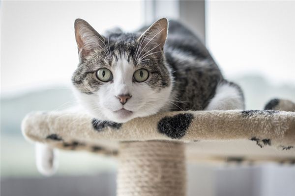 女人夢見自己養貓_周公解夢