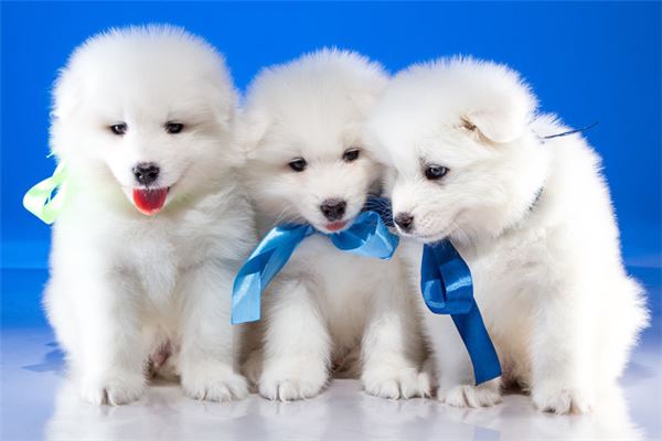 夢見三隻狗是什麼意思_周公解夢