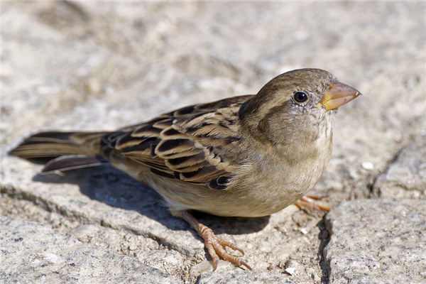 夢到痲鵲是什麼意思_周公解夢