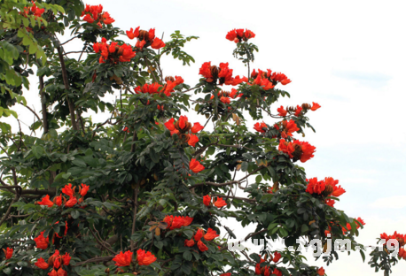 夢見滿樹紅花