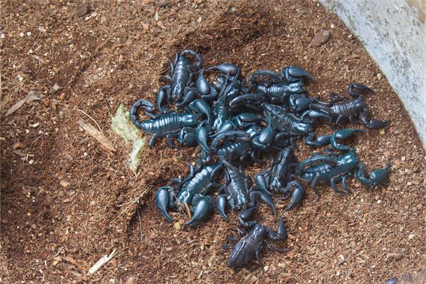 夢見蠍子意味著什麼_周公解夢