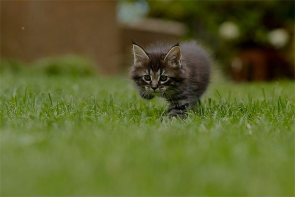 夢到貓吃肉有什麼寓意嗎？_周公解夢