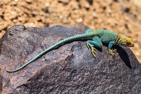 夢到蜥蜴_周公解夢